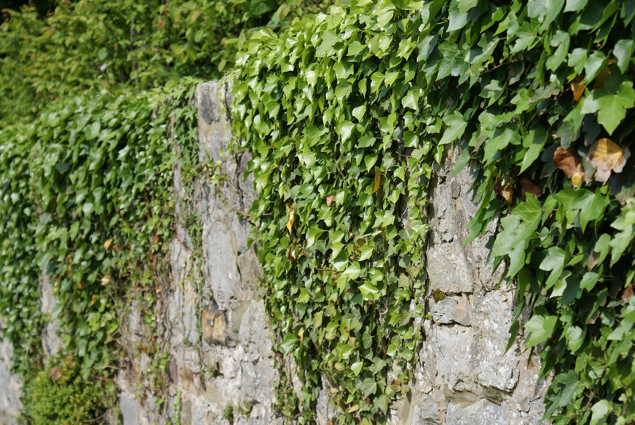 wall  stones  ivy free photo