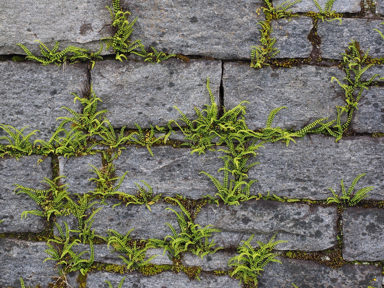 wall  greening  fern free photo