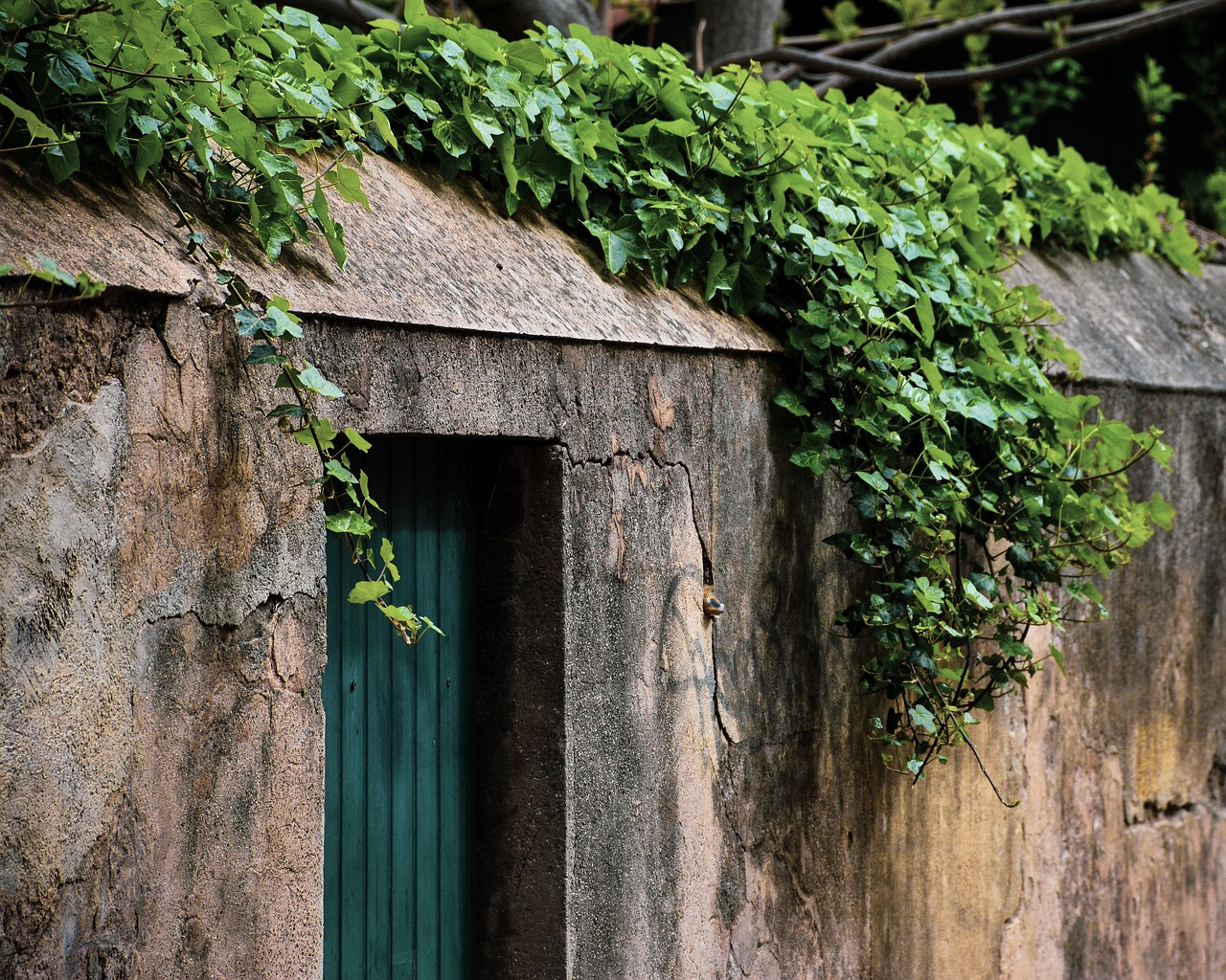 wall  exterior  greenery free photo