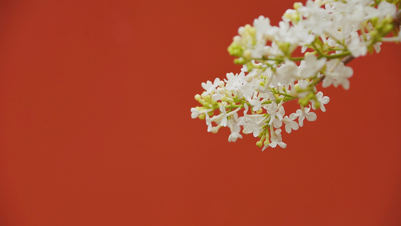 wall  flower  plant free photo