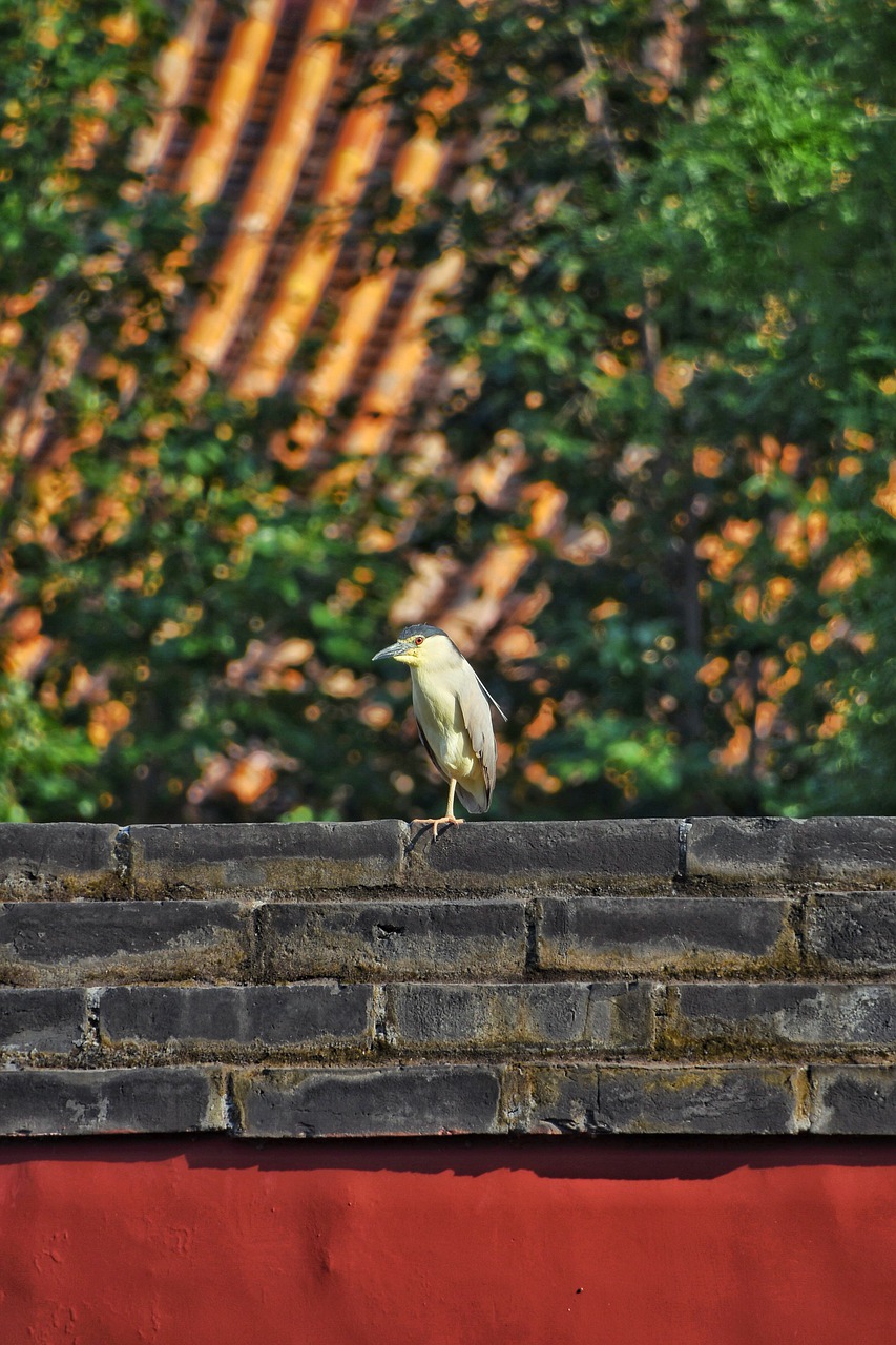 wall  bird  background free photo