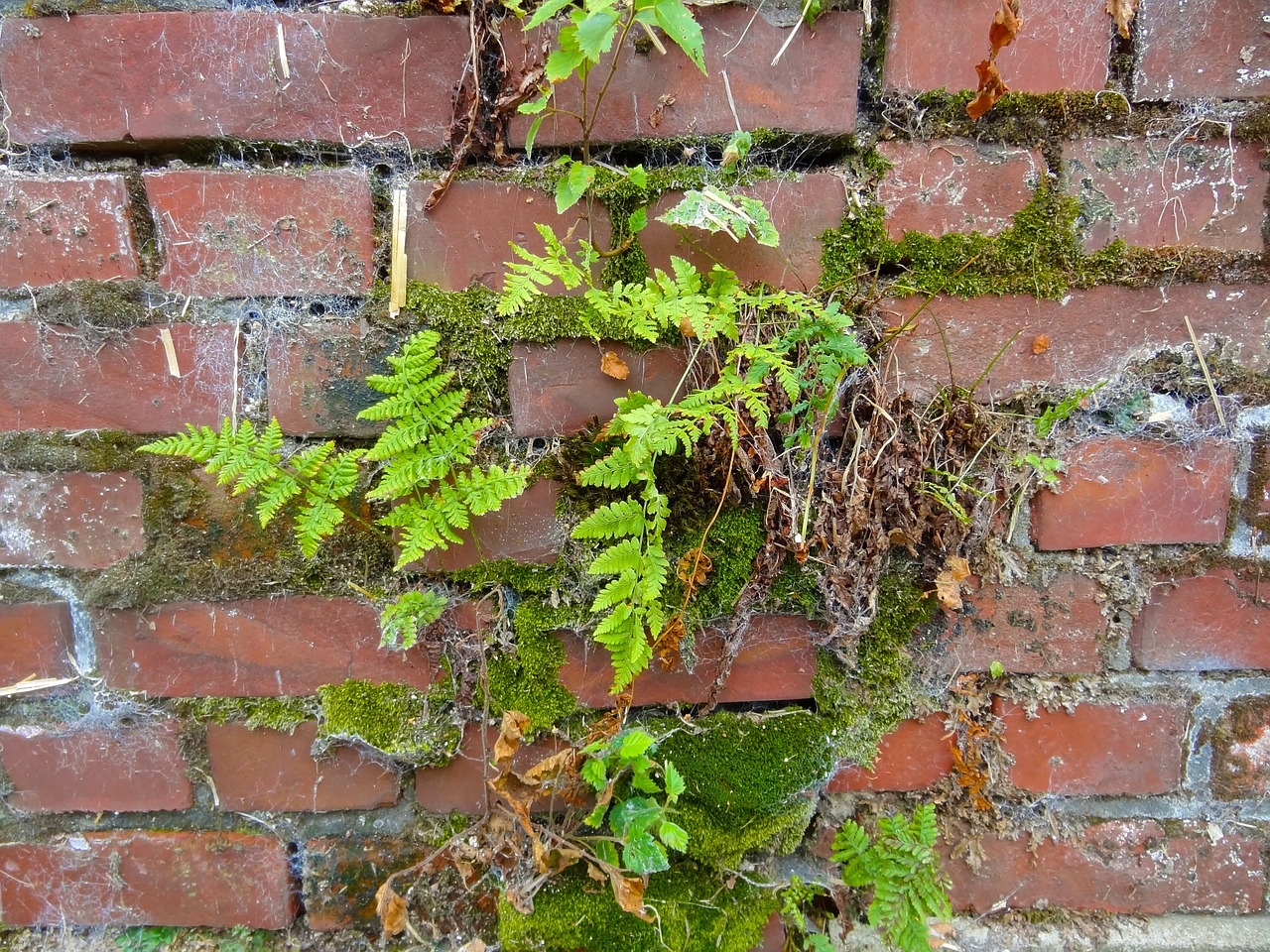 wall ferns moose free photo