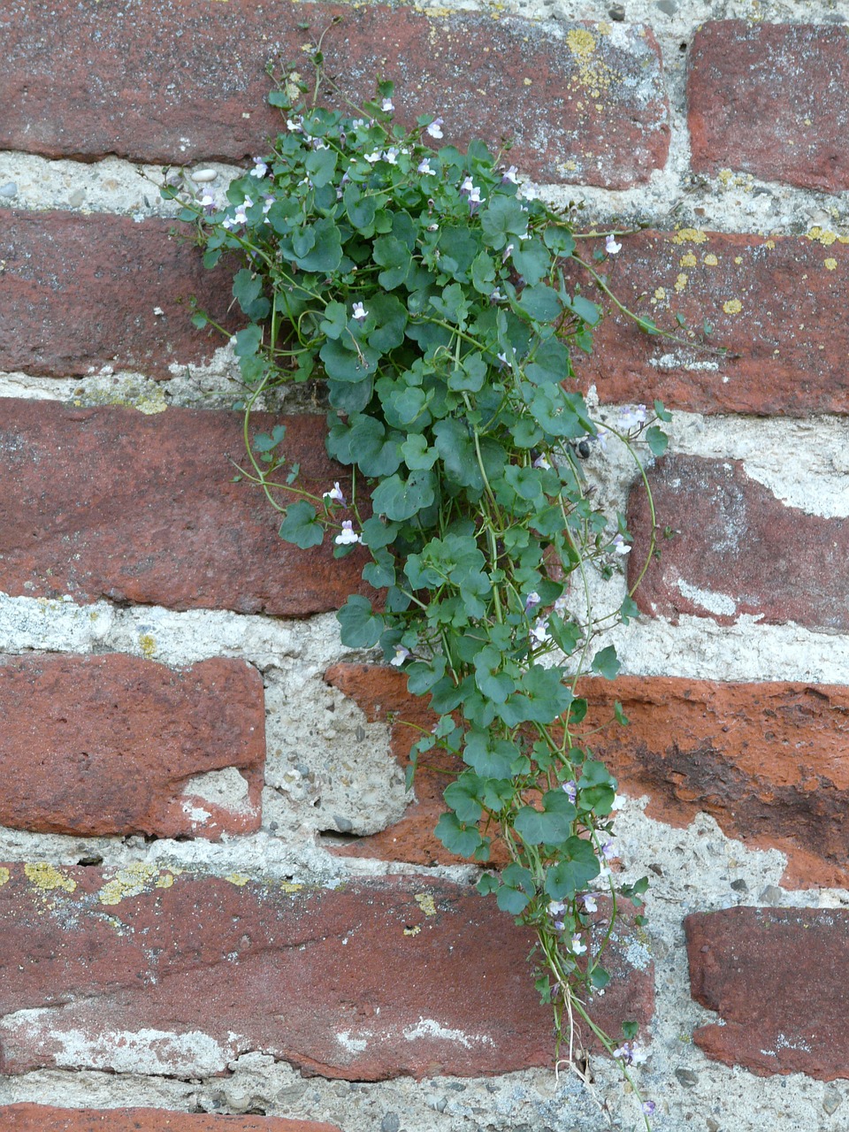 wall fouling plant free photo
