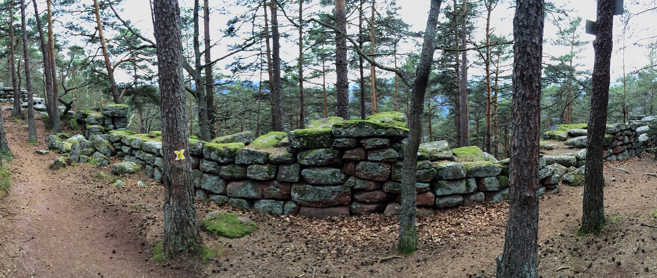 wall moss forest free photo