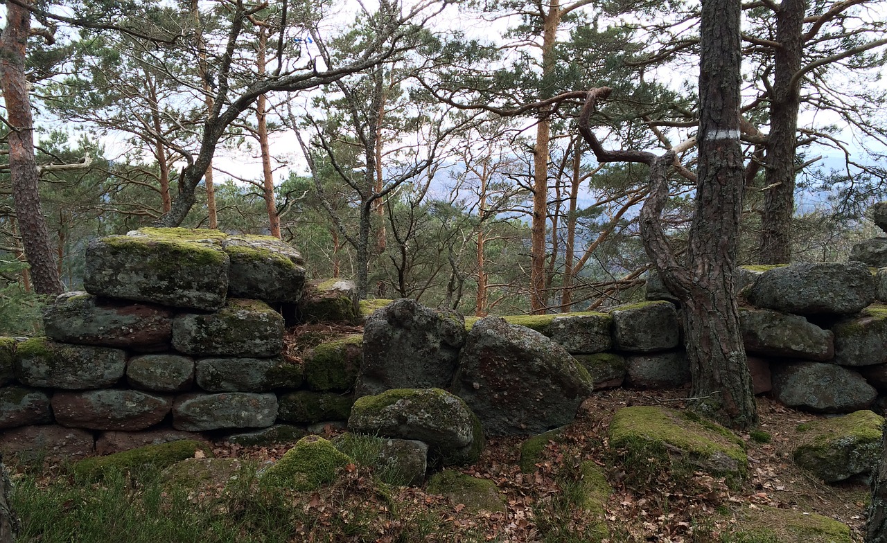 wall moss forest free photo