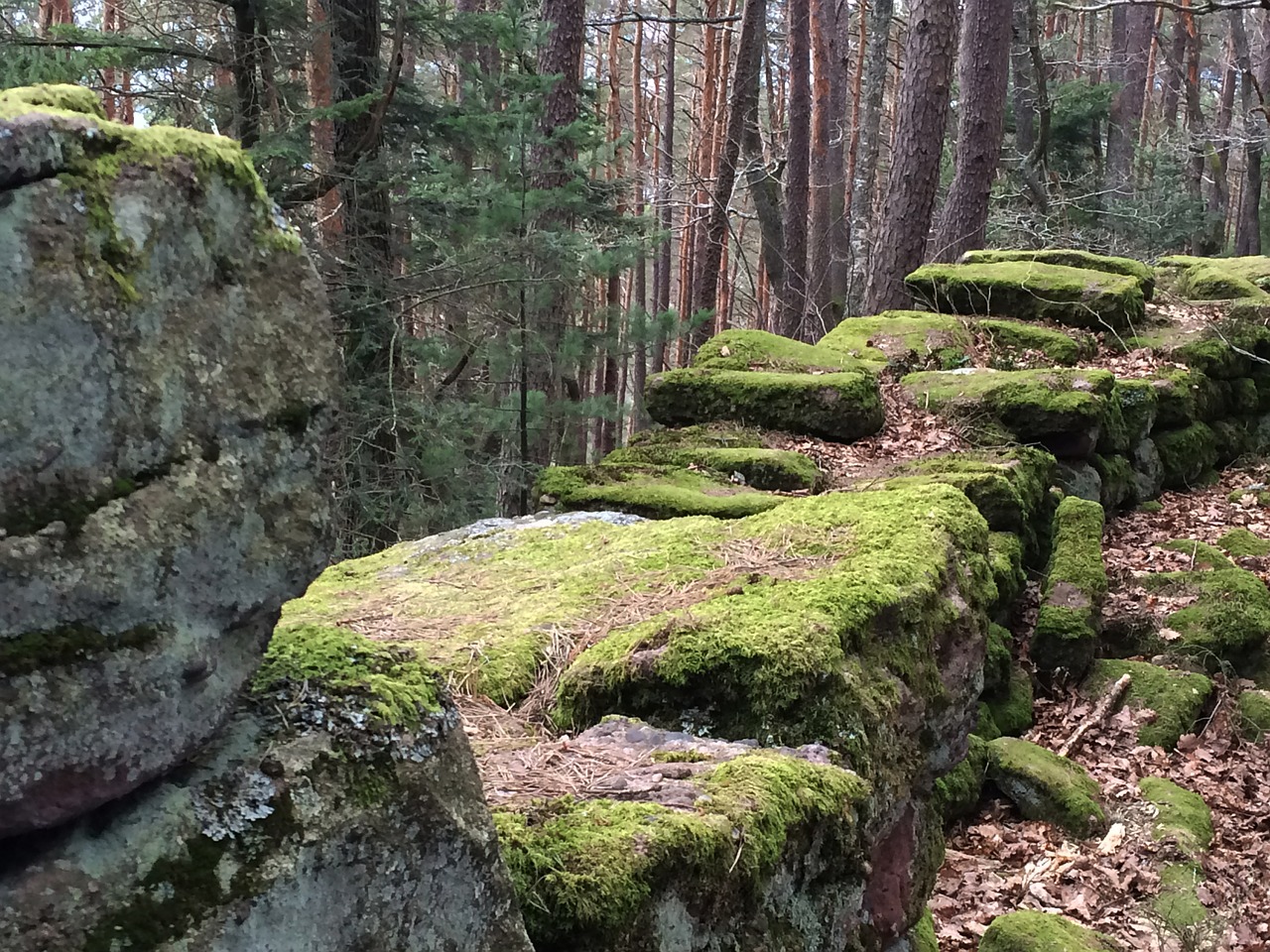 wall moss forest free photo