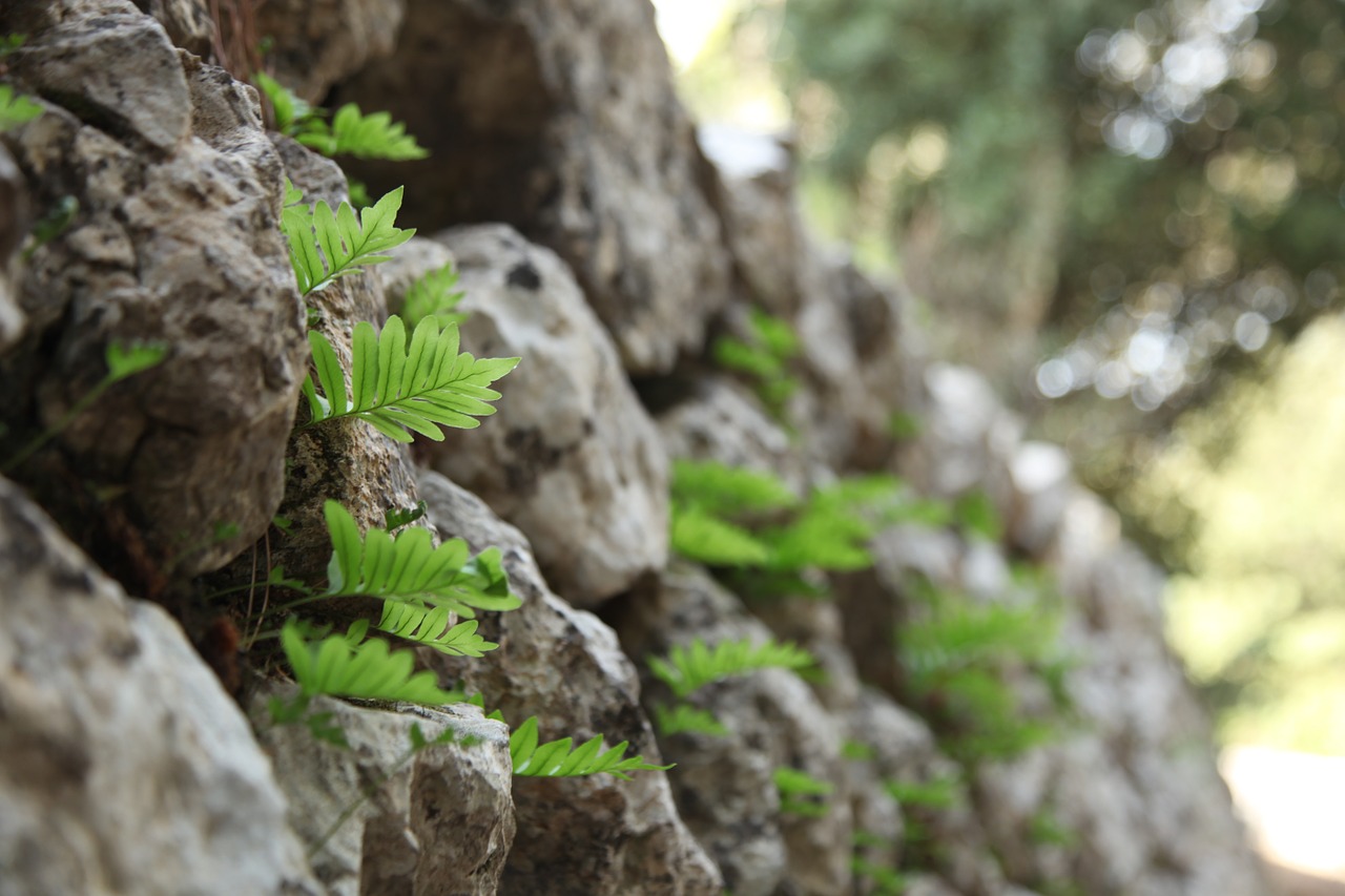 wall leaves stone wall free photo