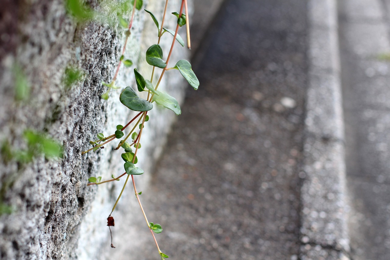 wall cement old wall free photo