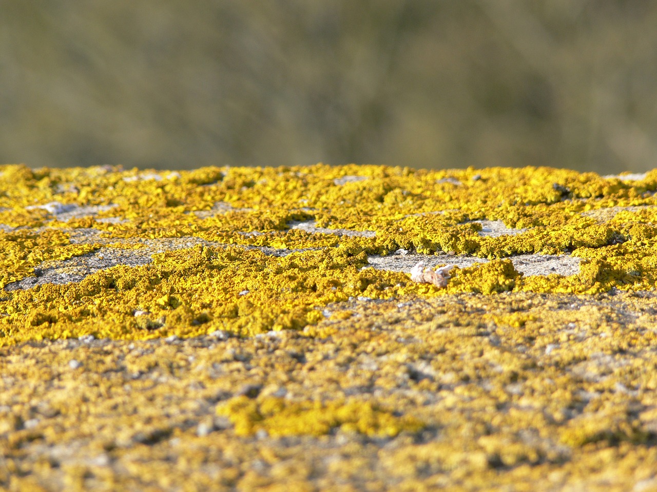 wall lichen yellow free photo