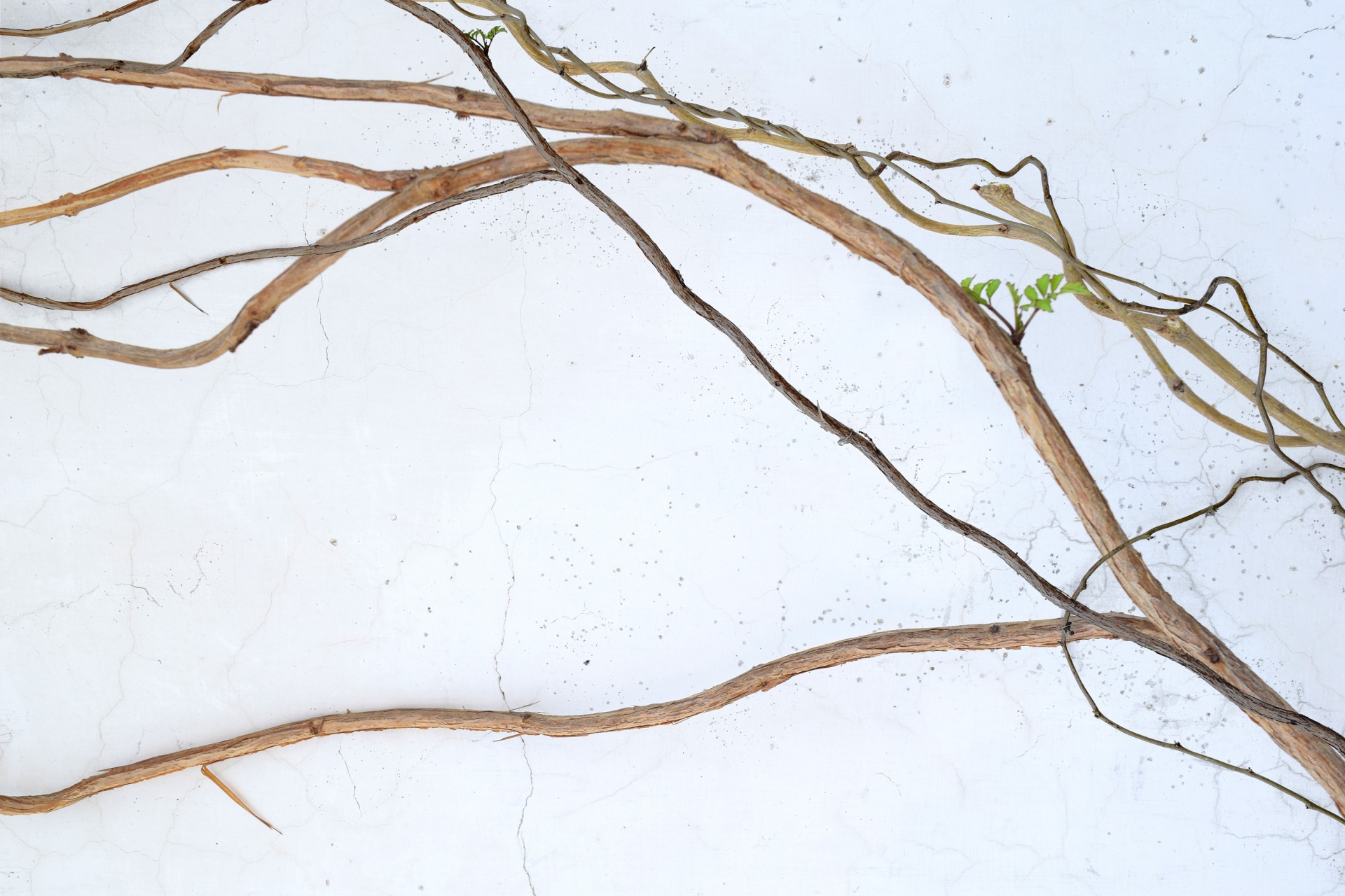 wall creeper plant free photo