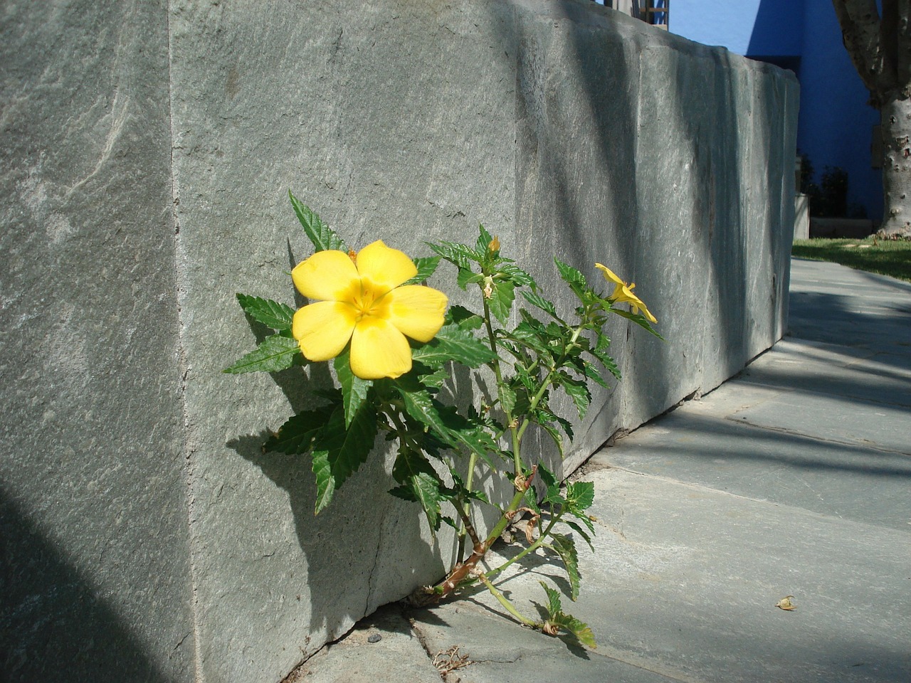 wall flower roadside plant free photo