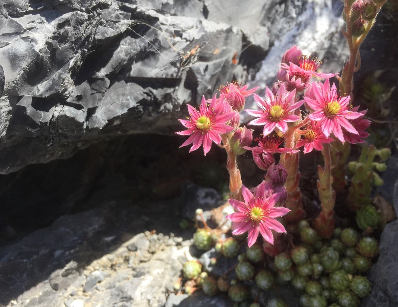 wall flowers rock pink free photo