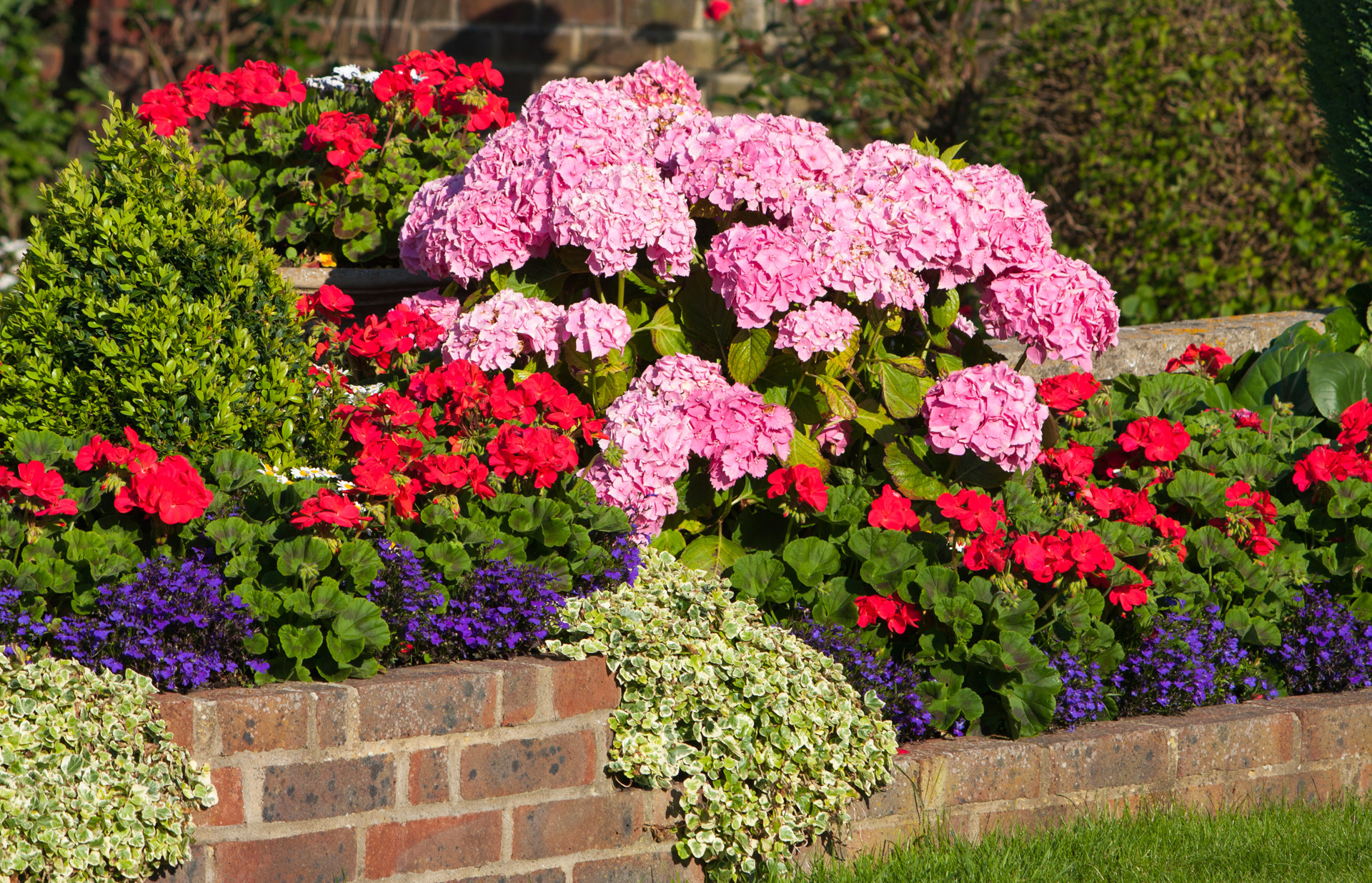 wall flowers flowers geraniums free photo