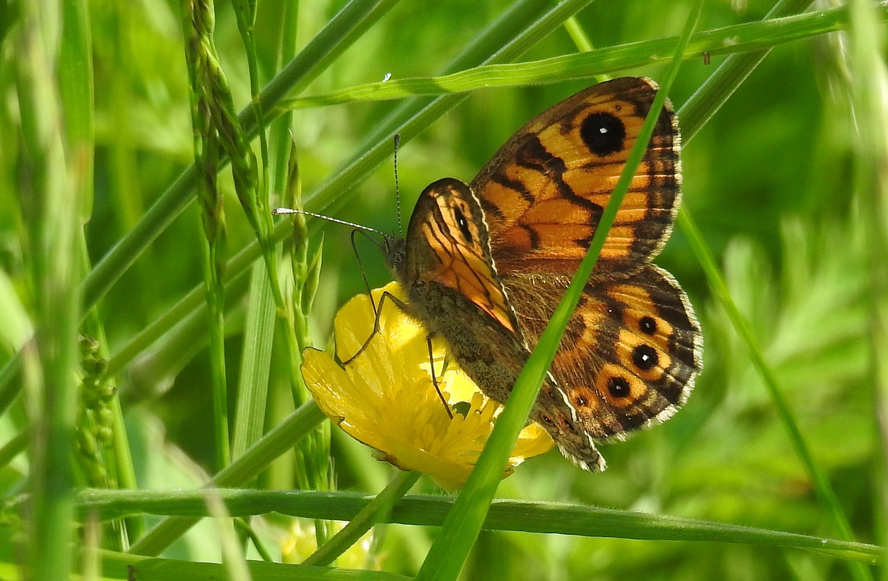 wall fox  butterfly  close up free photo