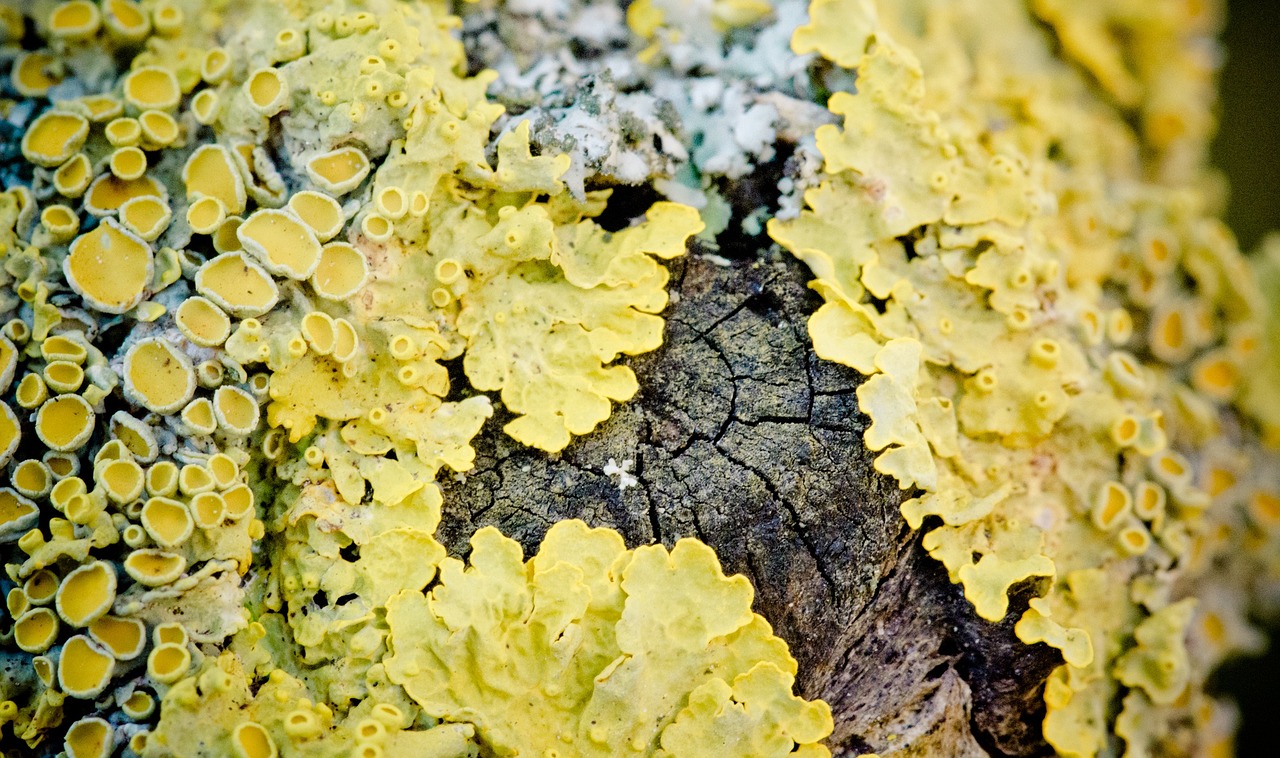 wall lichen crust lichen lichen free photo