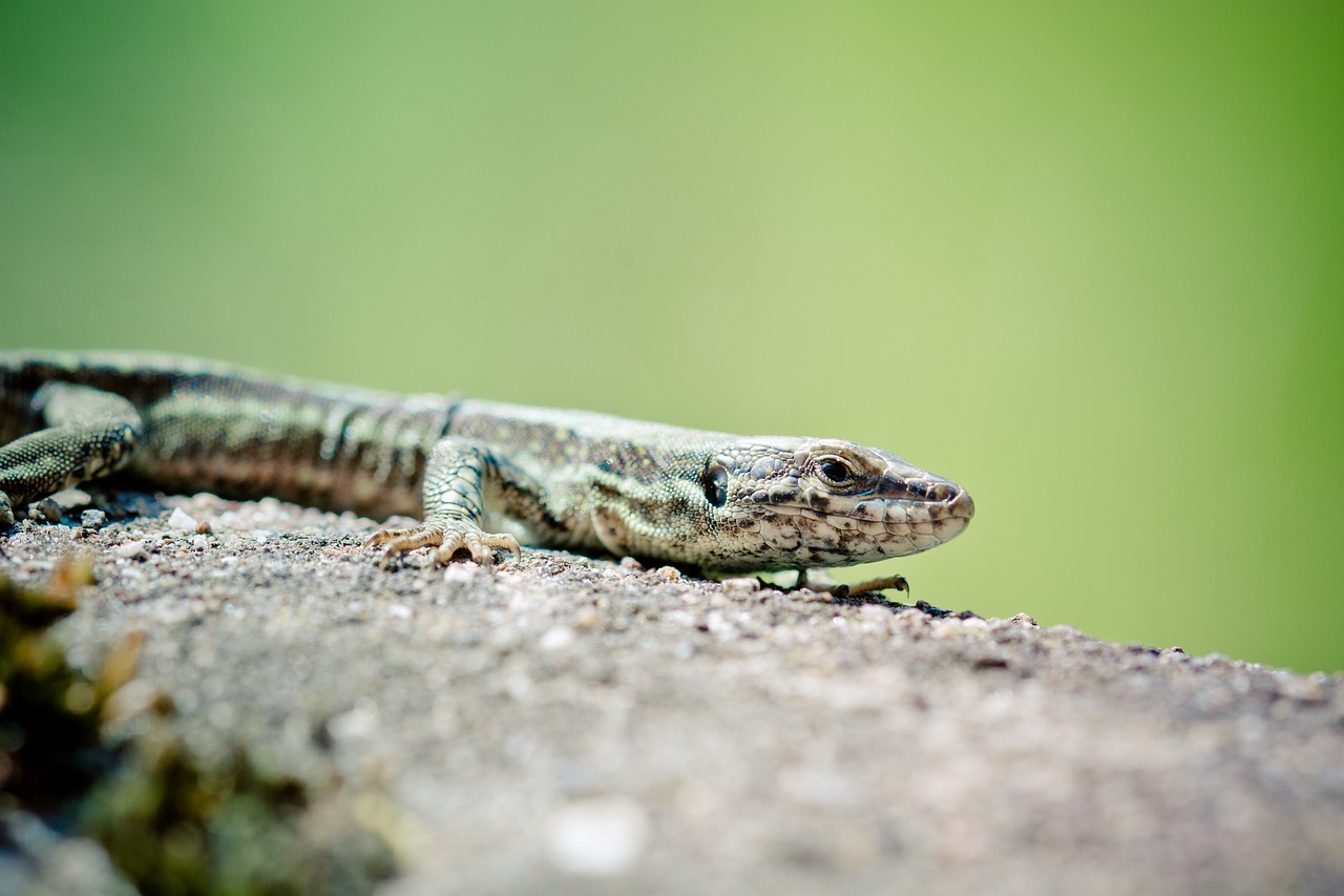 wall lizard reptile real lizard free photo