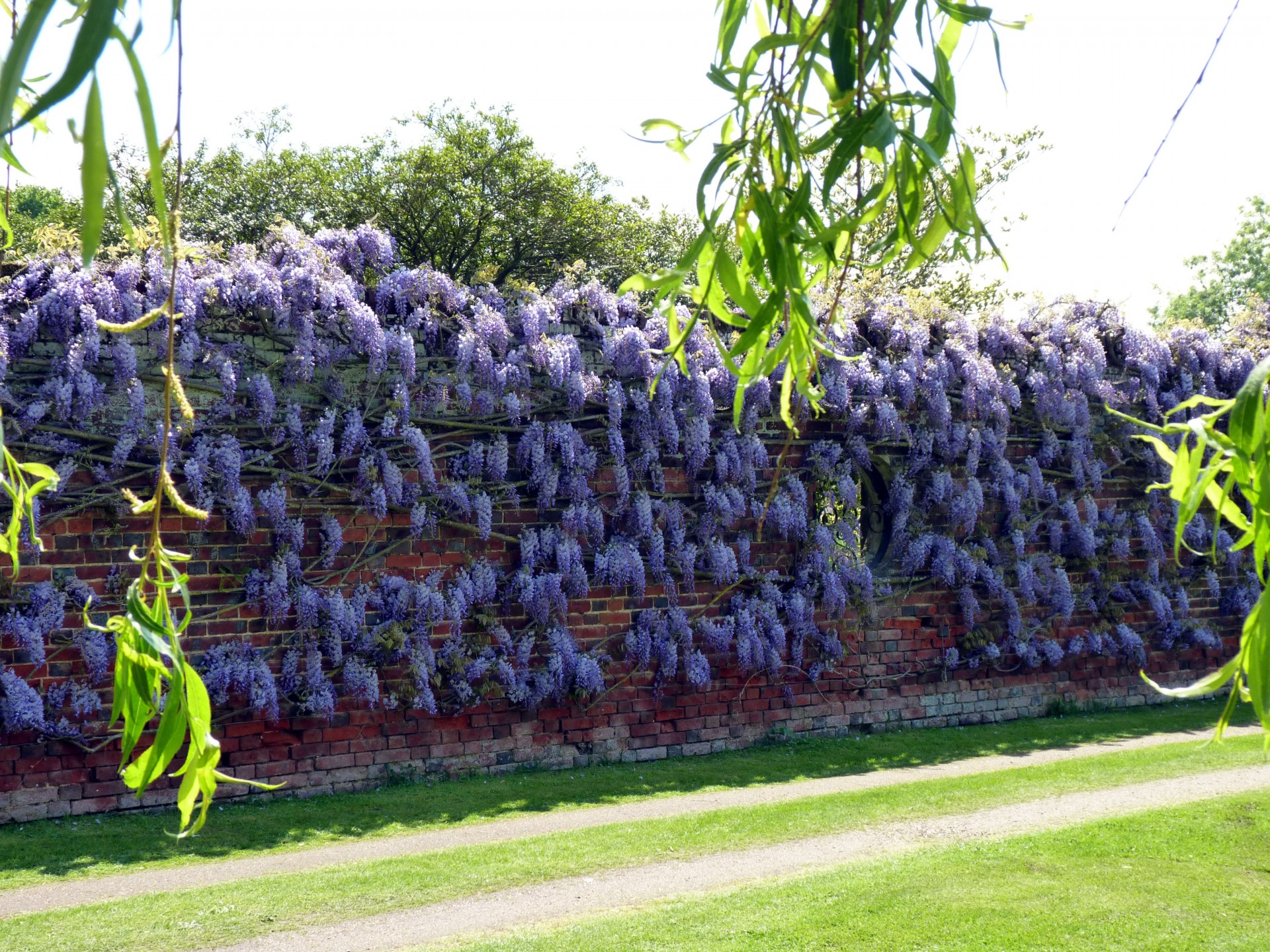 essex wisteria wall free photo