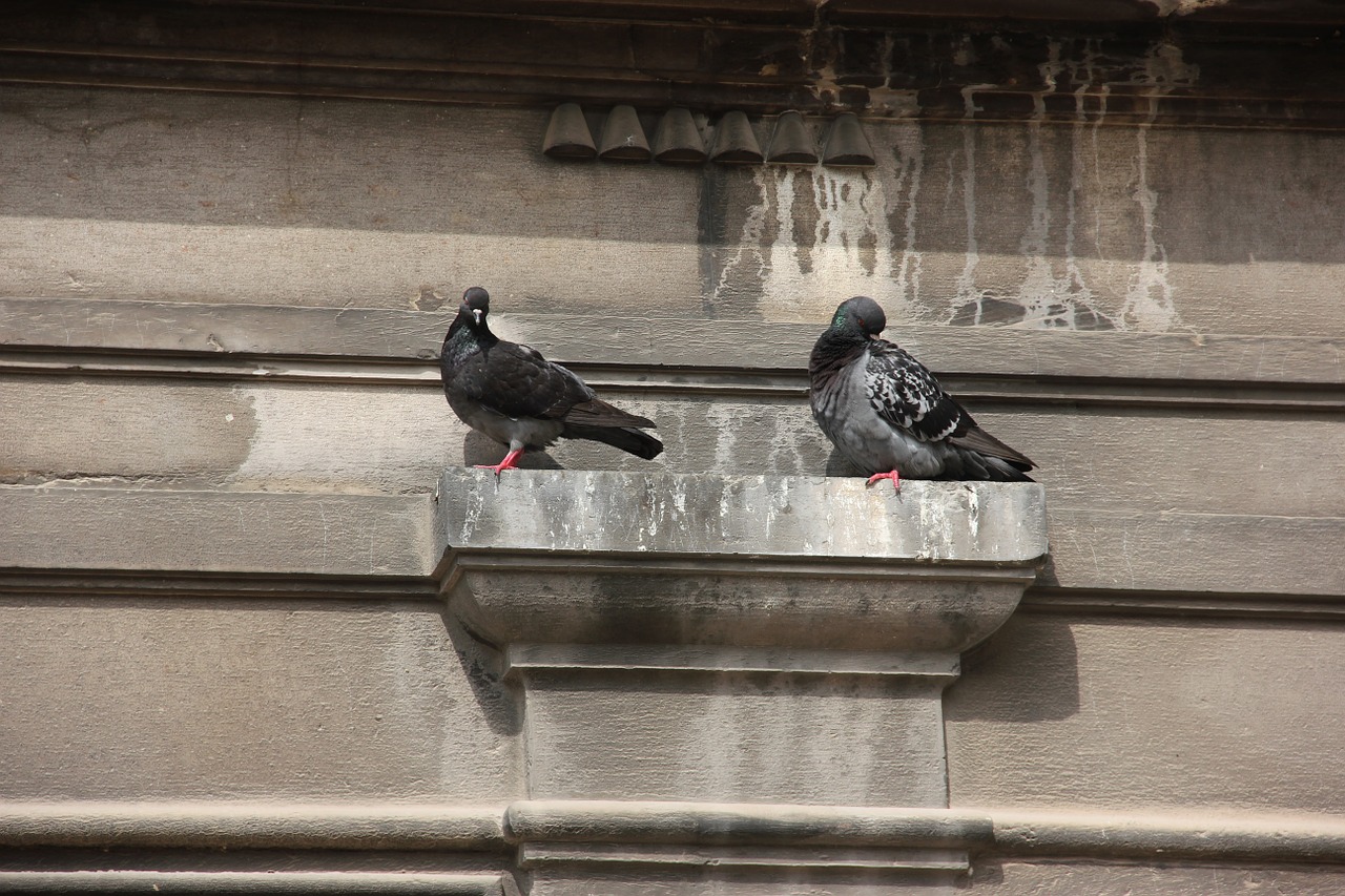 wall projection pigeons resting place free photo