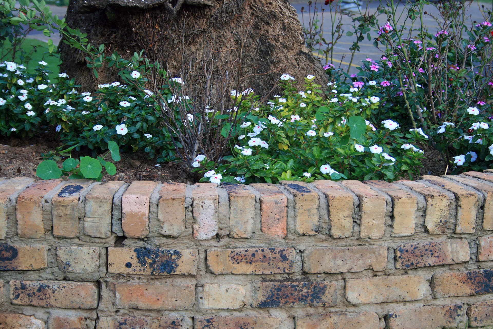 wall brick flower pocket free photo