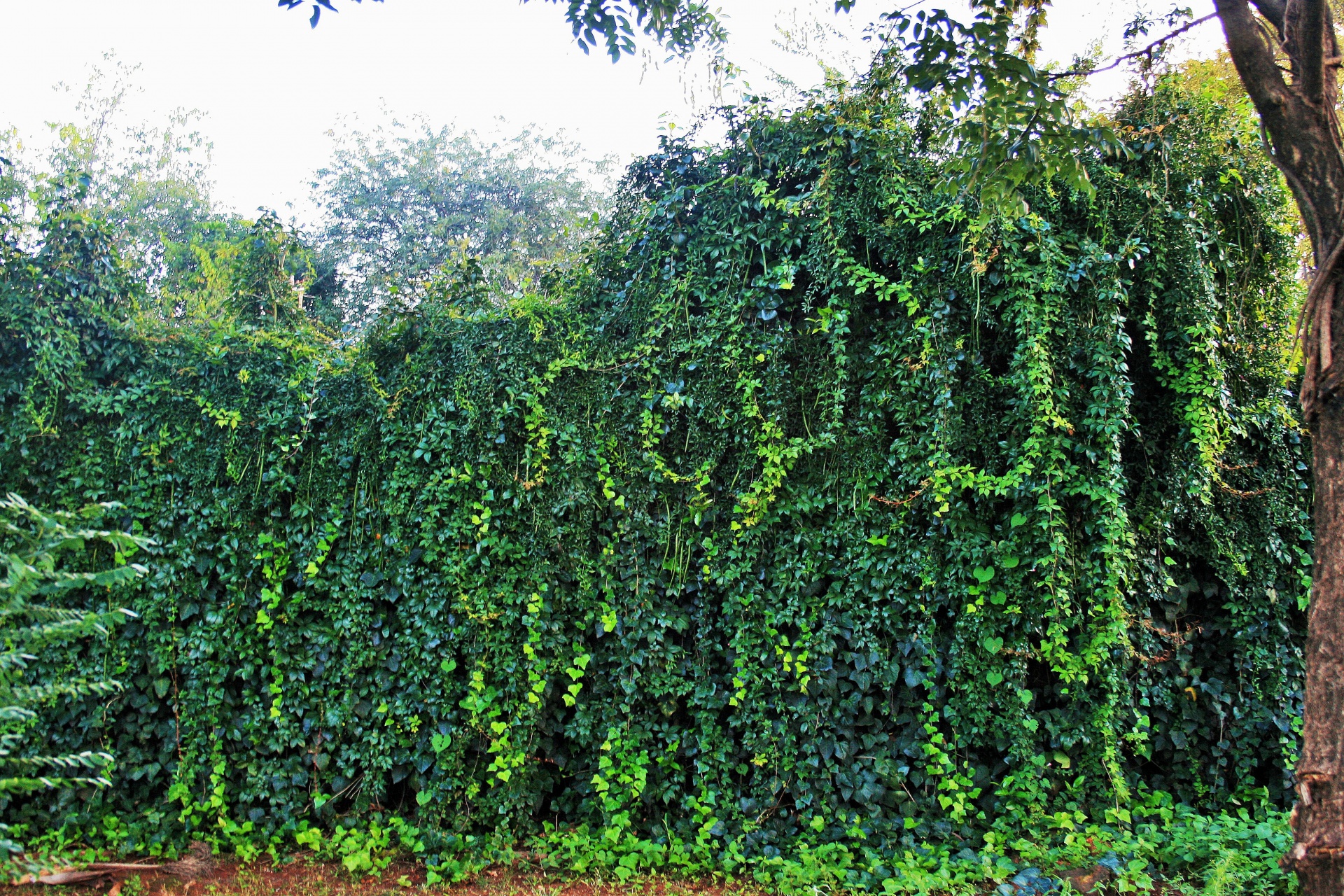 wall tall ivy free photo