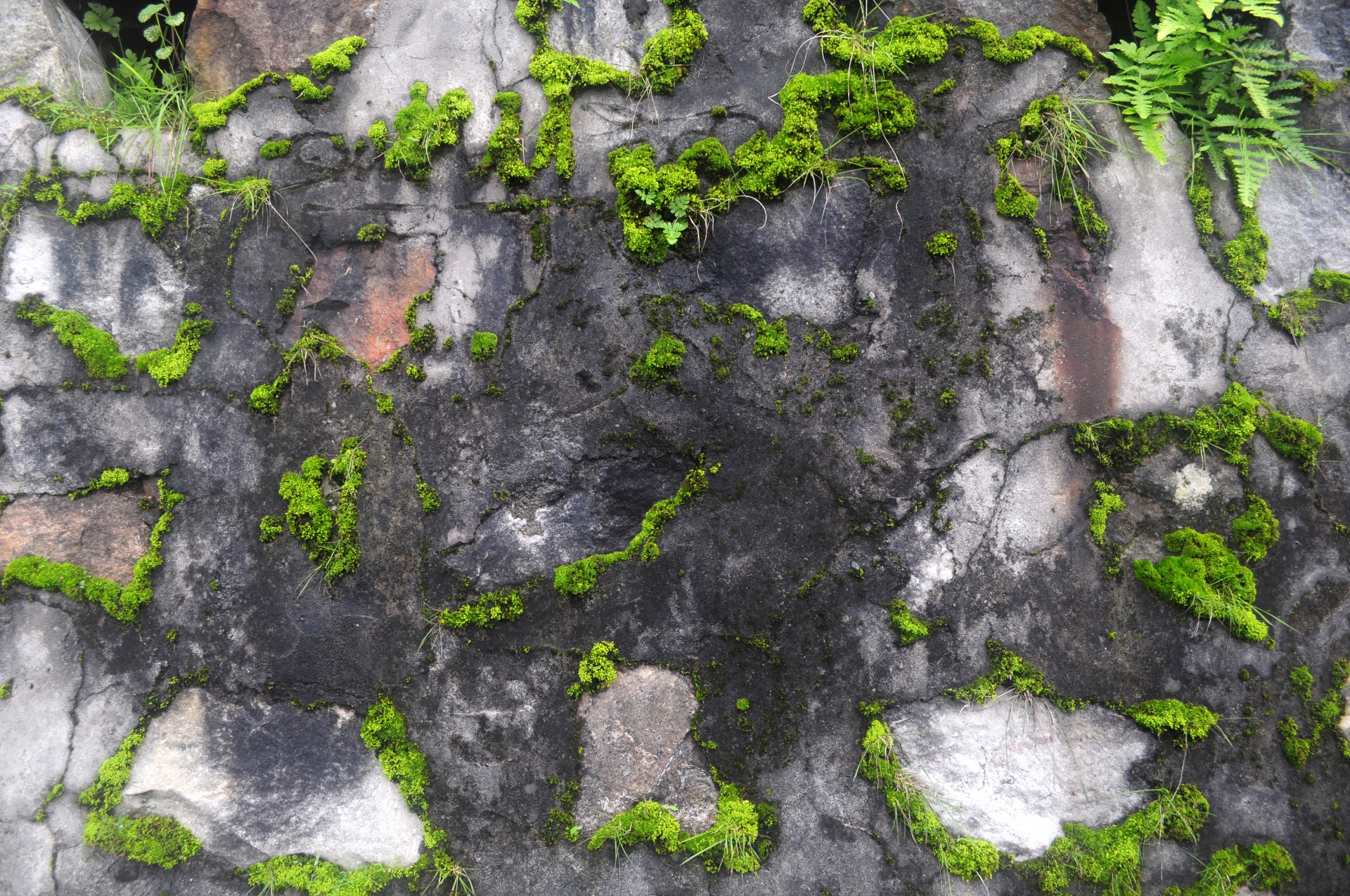 wall lichen green free photo