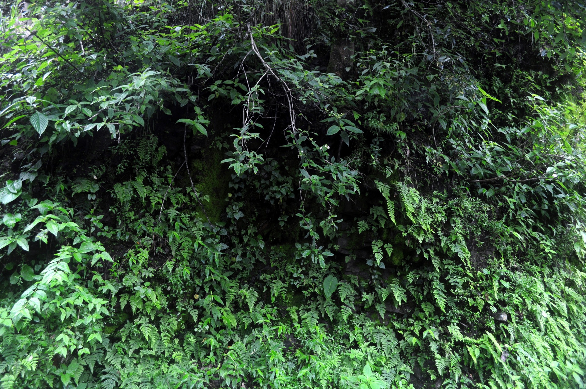 wall vegetation green free photo