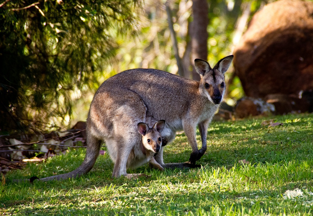 wallabies kangaroo rednecked wallaby free photo