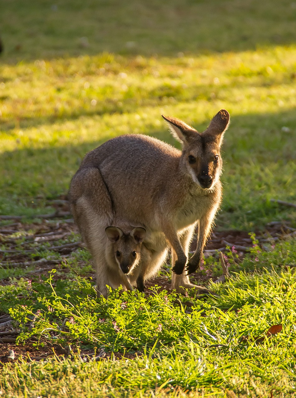 wallabies red-necked wallaby joey free photo