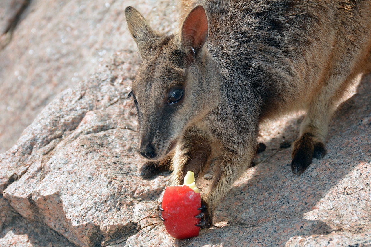 wallaby kangaroo rock wallaby free photo