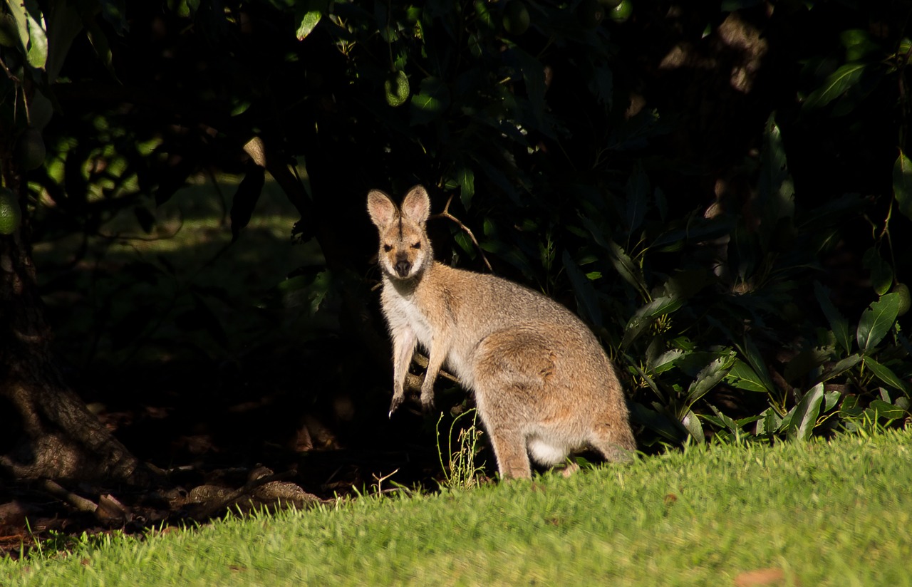 wallaby rednecked wallaby female free photo