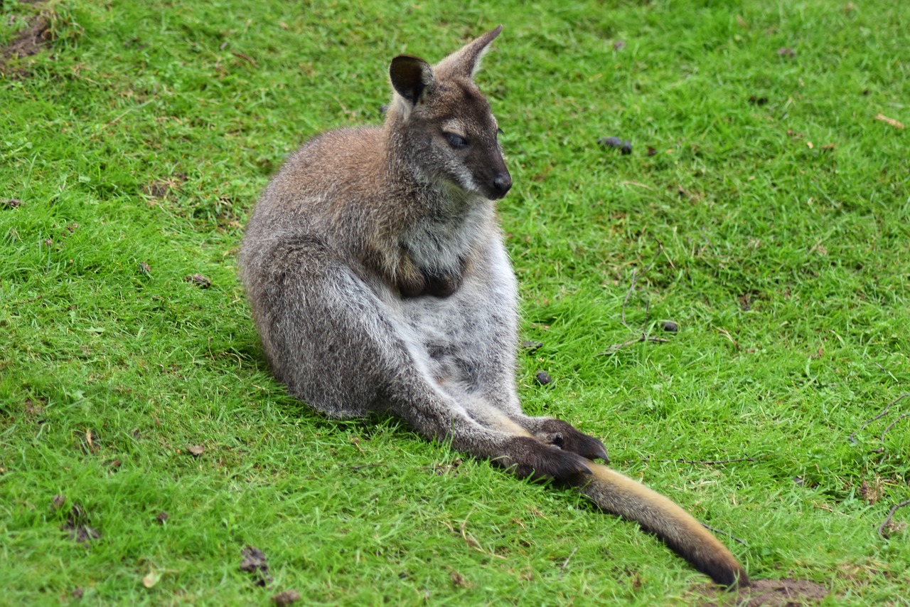 kangaroo wallaby australia free photo