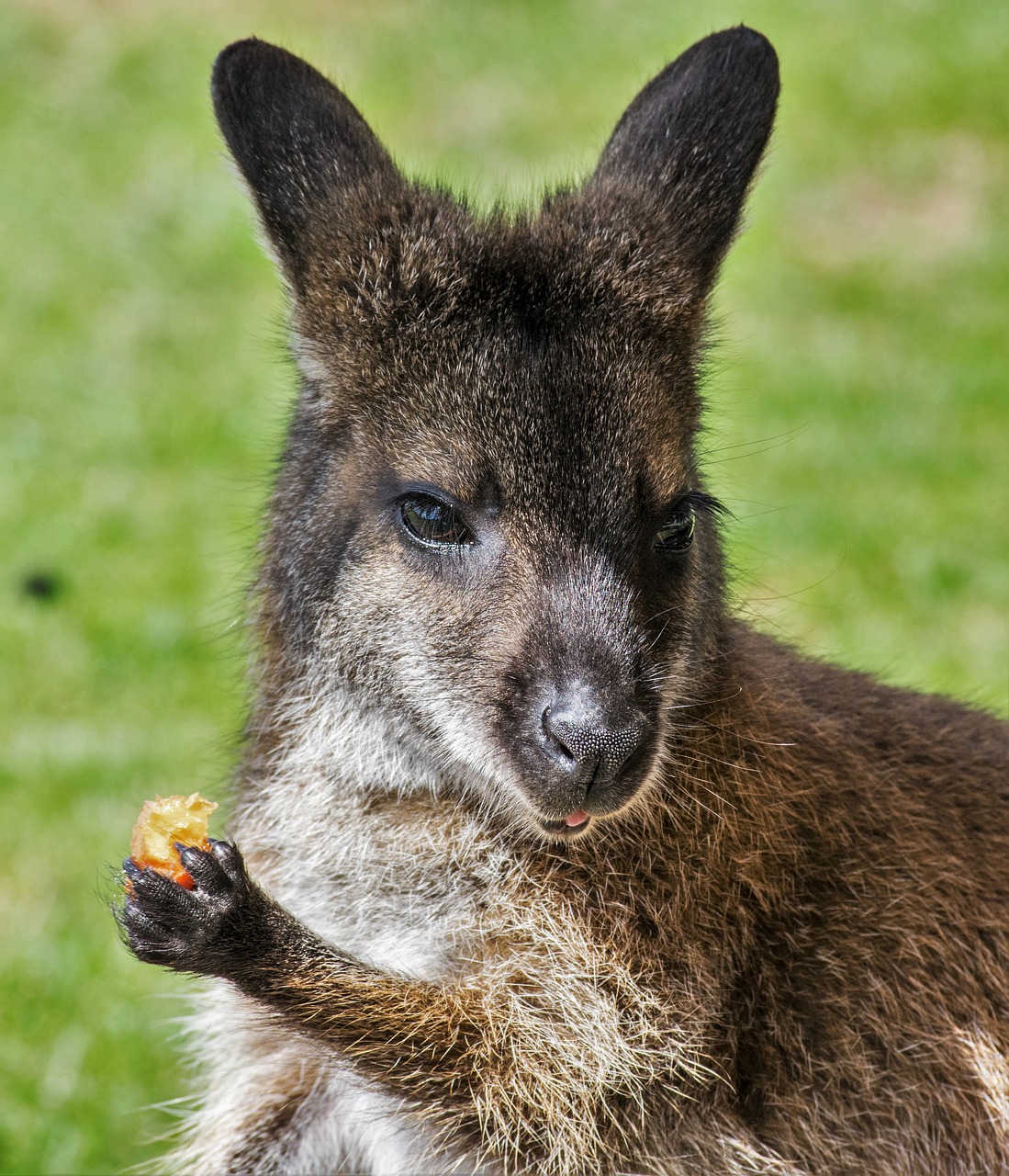 wallaby zoo kangaroo free photo