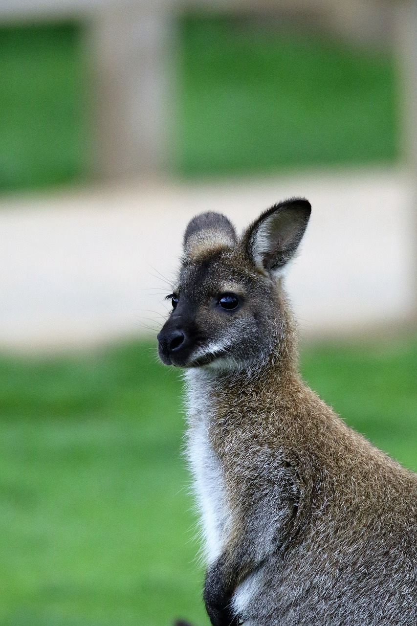 wallaby kangaroo animal free photo