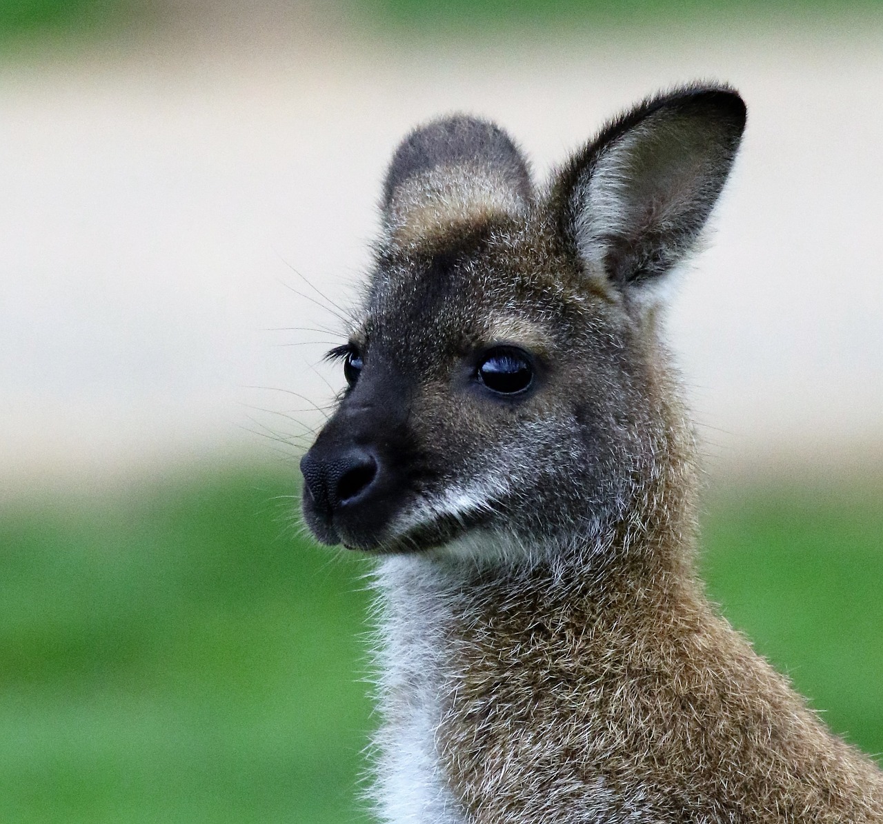 wallaby kangaroo animal free photo