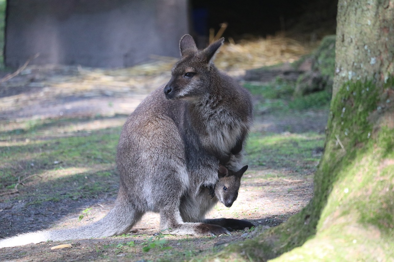 wallaby baby pouch free photo