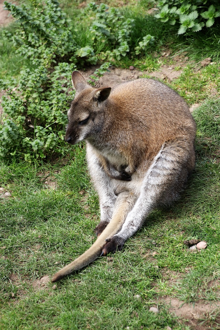 wallaby kangaroo animal free photo