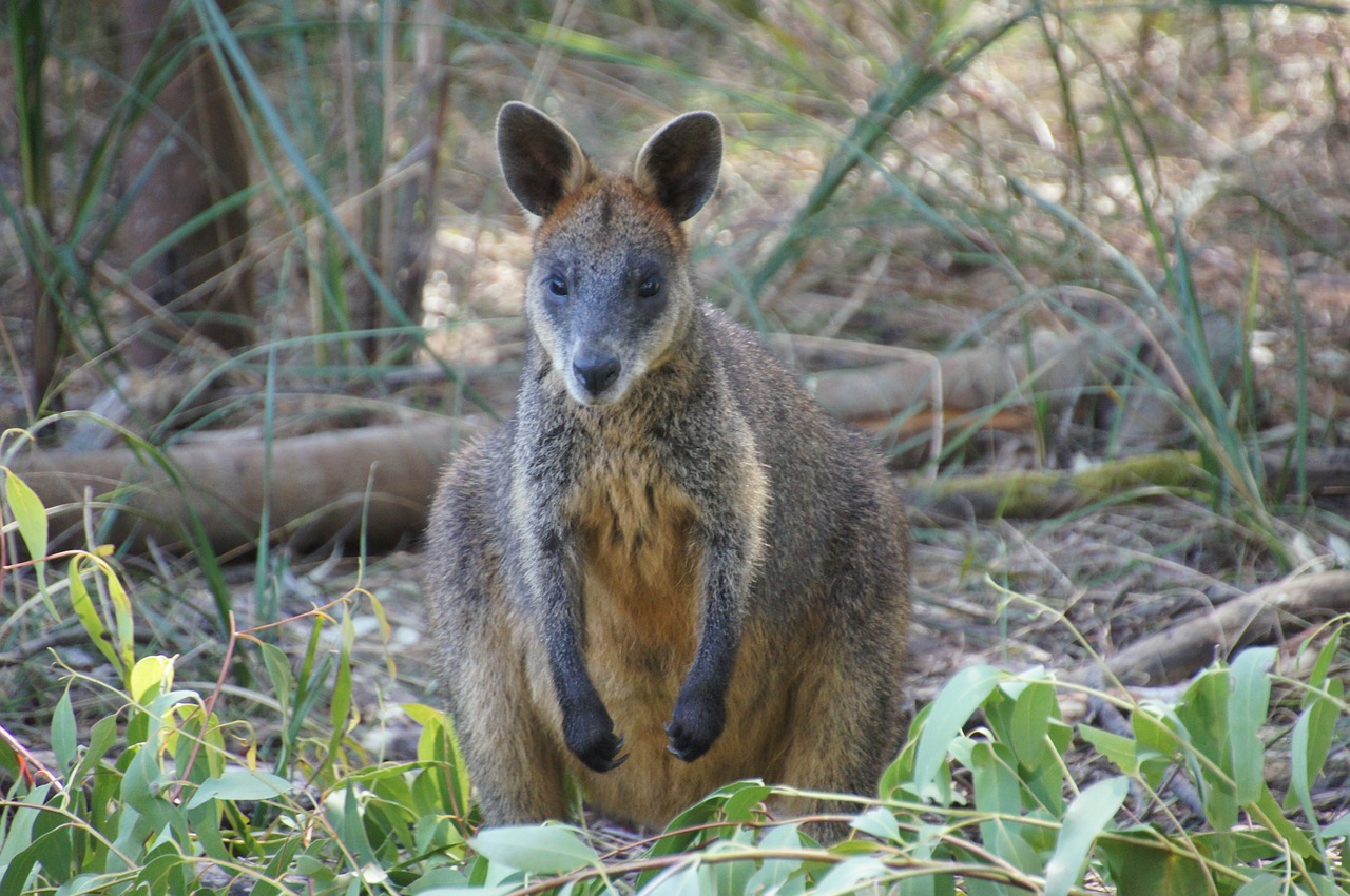 wallaby australia kangaroo free photo