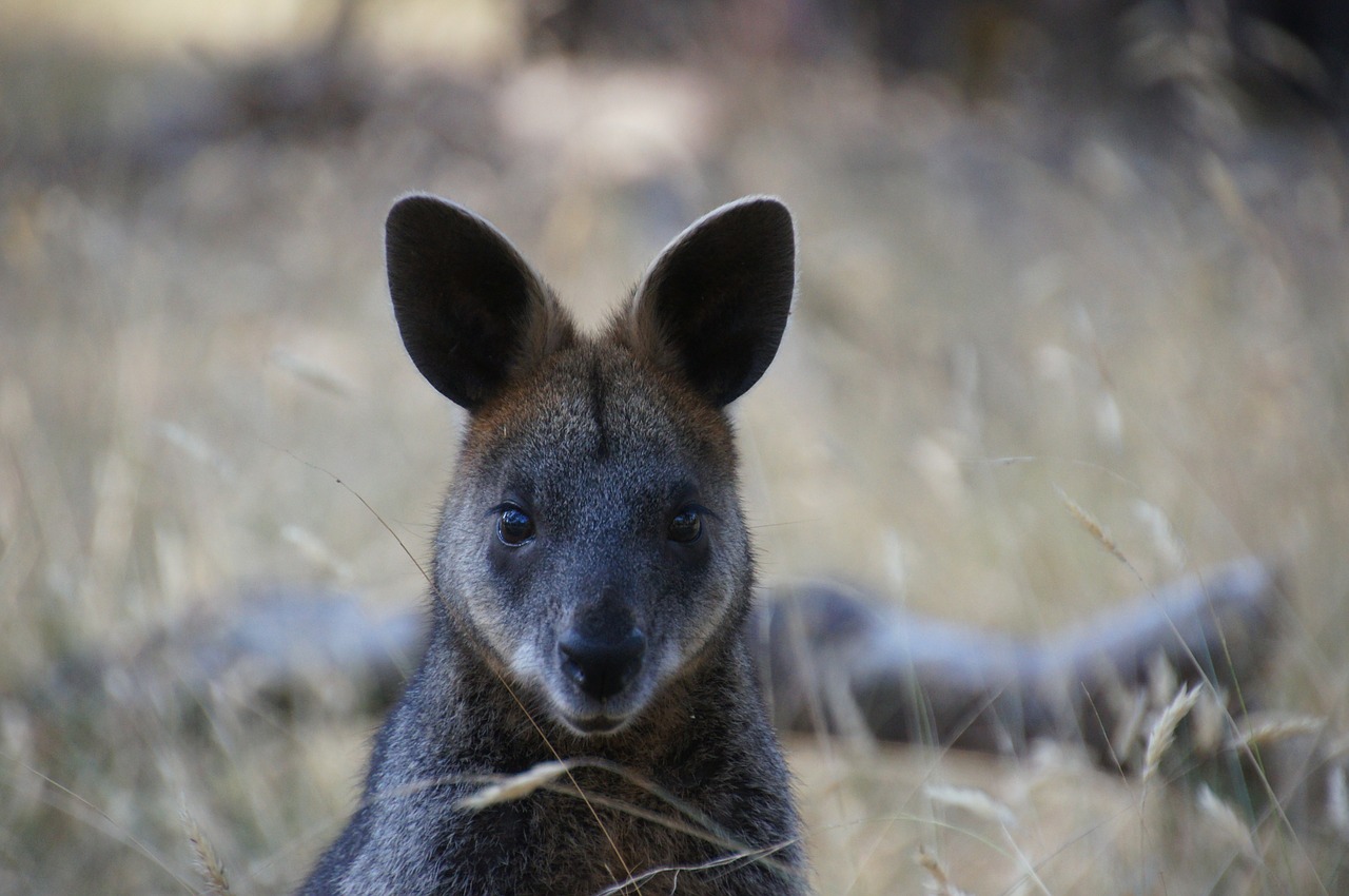 wallaby australia kangaroo free photo