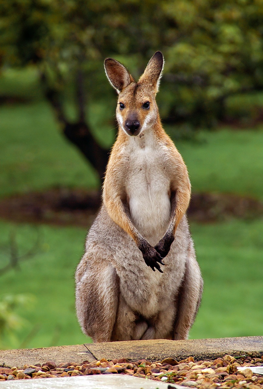 wallaby rednecked wallaby australia free photo