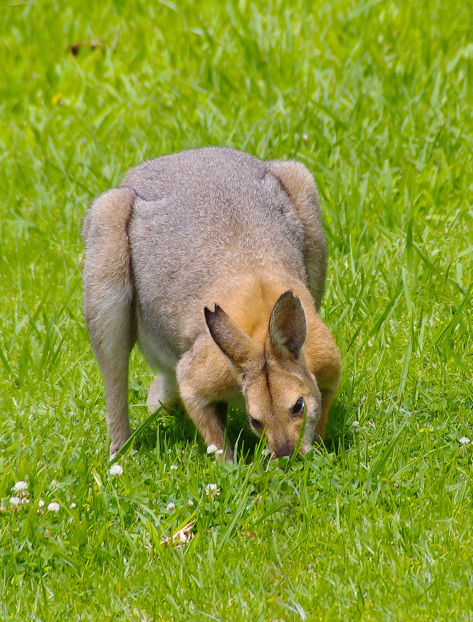 wallaby rednecked wallaby male free photo