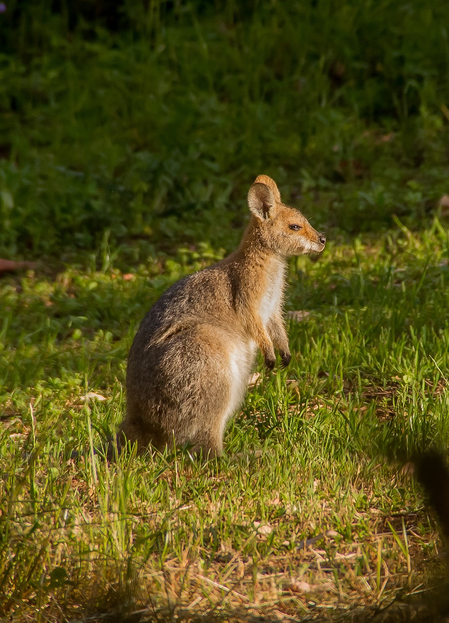 wallaby rednecked wallaby young free photo