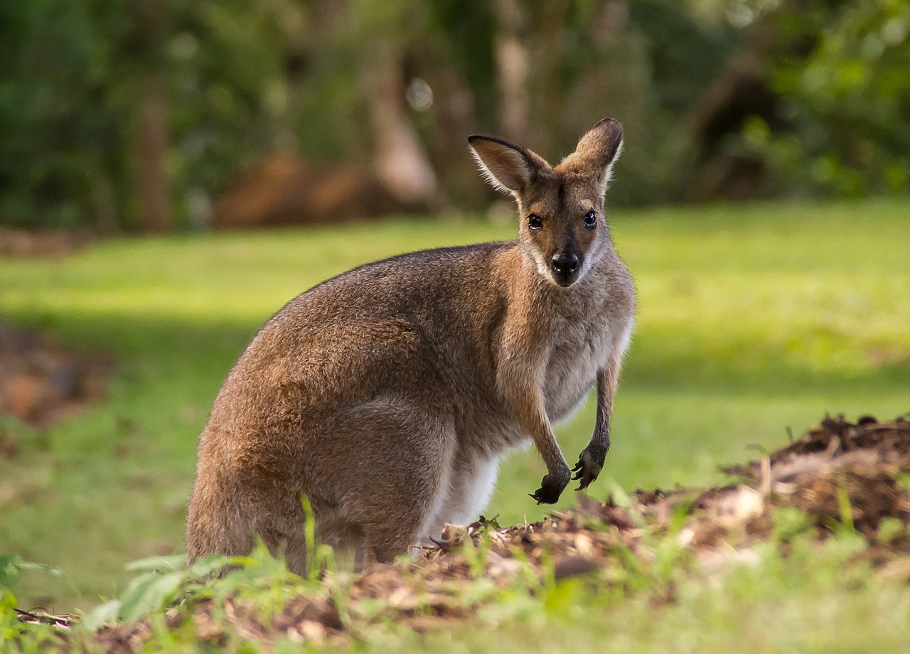 wallaby rednecked wallaby fur free photo
