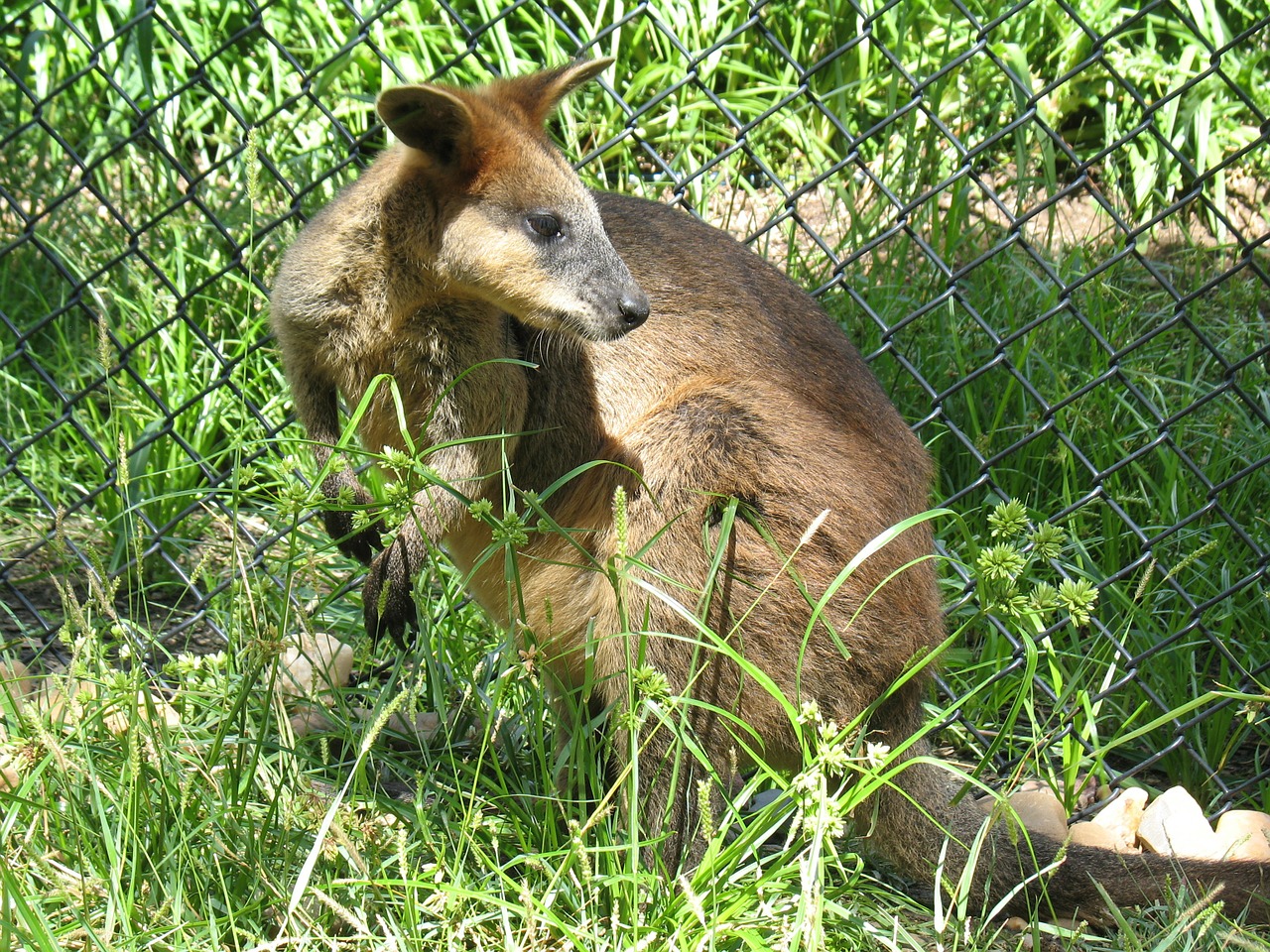 wallaby mammal wild free photo