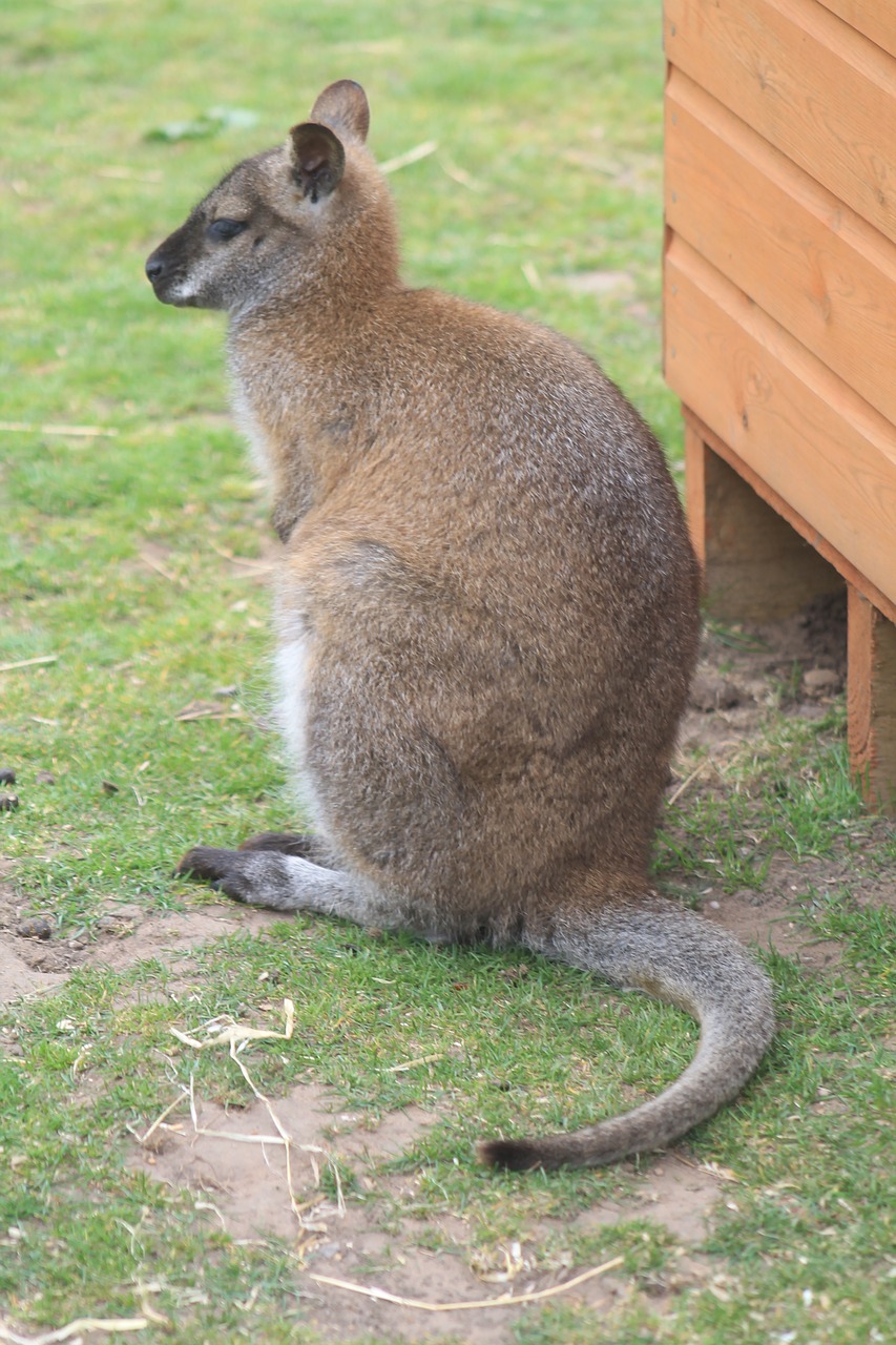 wallaby animal wildlife free photo