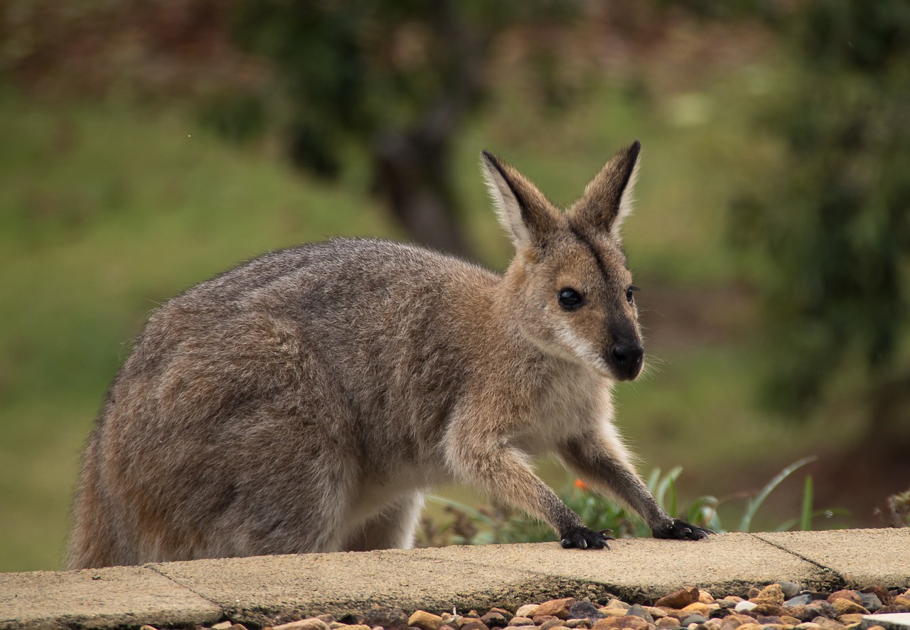 wallaby rednecked wallaby climbing free photo