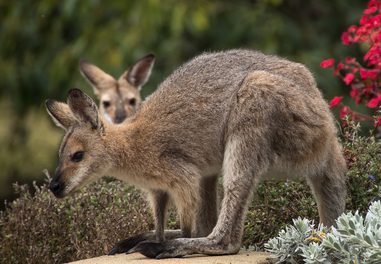 wallaby rednecked wallaby wallabies free photo