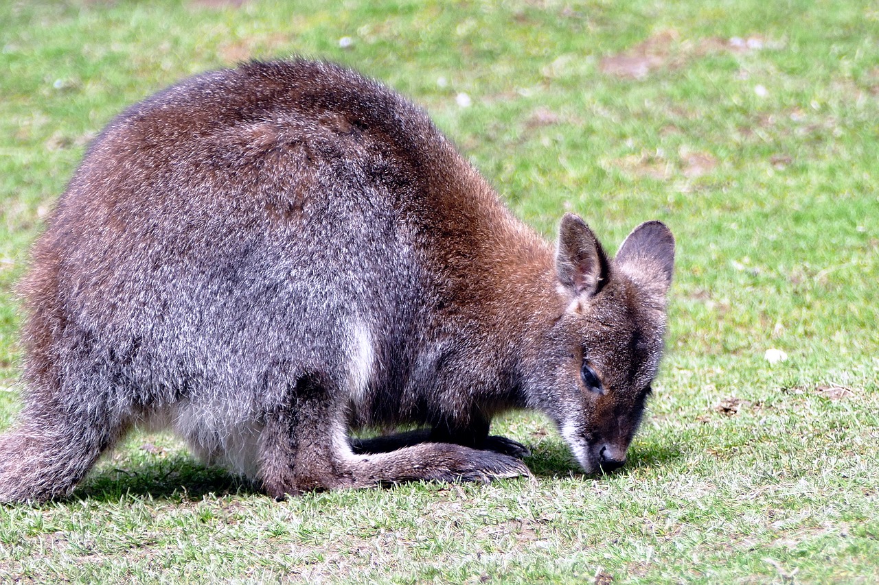 wallaby  animal  wildlife free photo