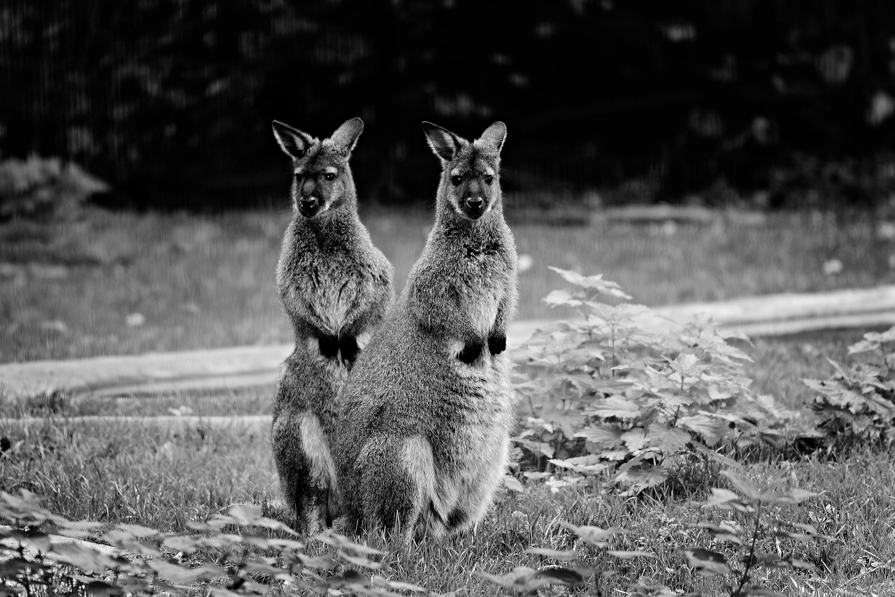 wallaby  animal  mammal free photo