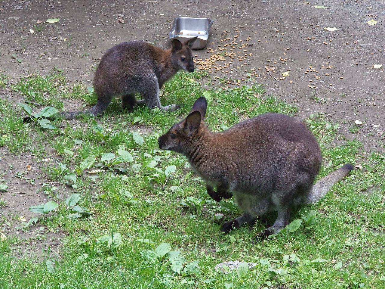 wallaby mother nature free photo