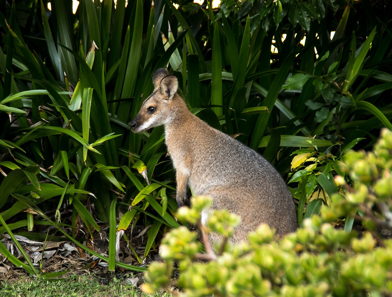 wallaby  rednecked wallaby  australia free photo
